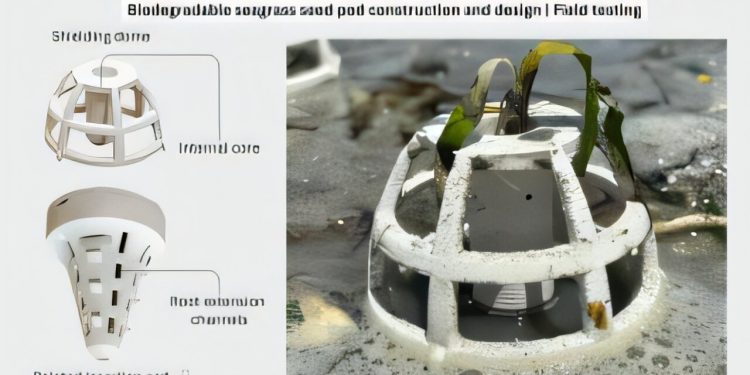 Capsule biodegradabile imprimate 3D, folosite pentru refacerea vegetației marine